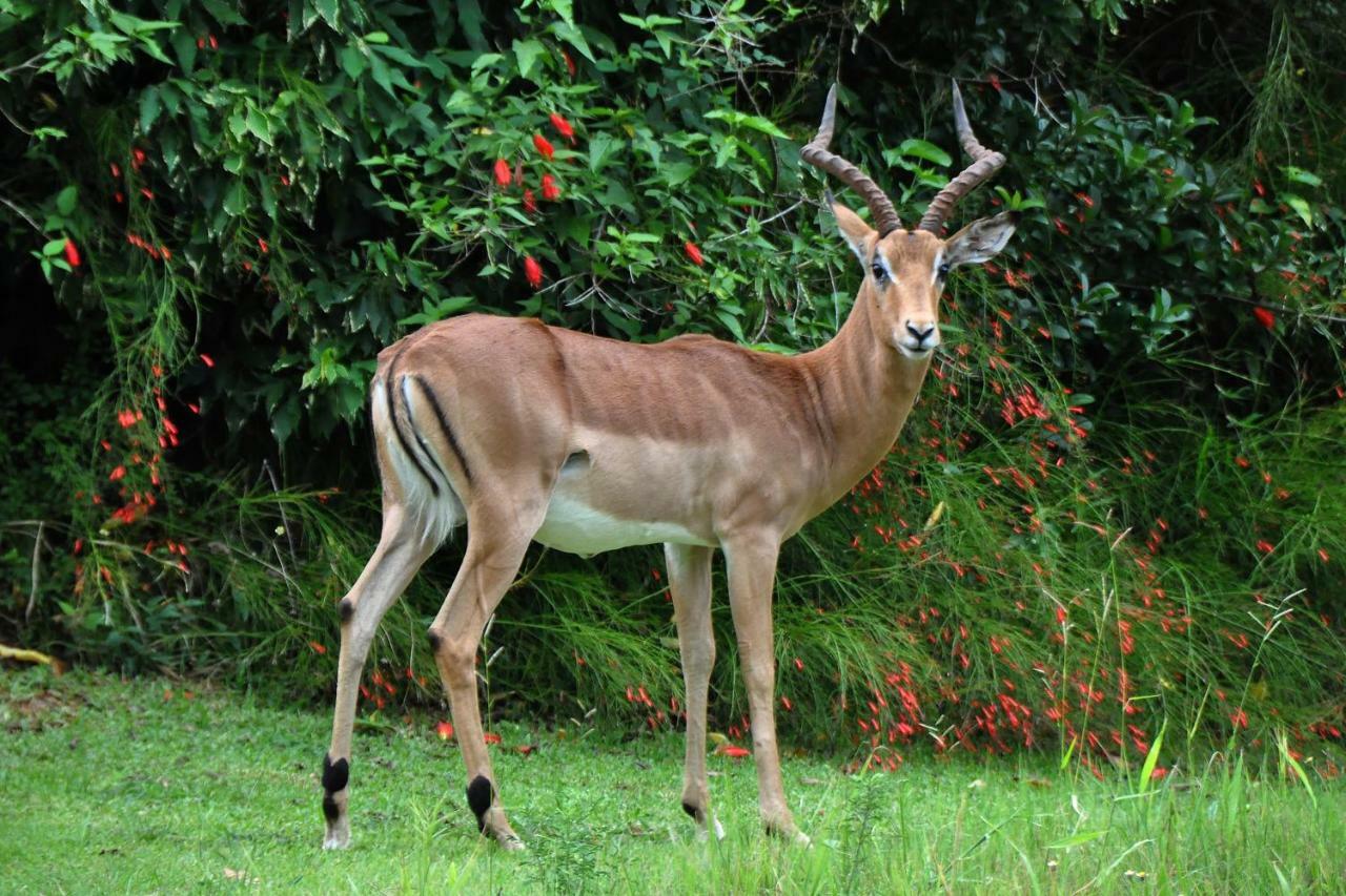 Kruger Park Lodge Unit No. 543 헤이지뷰 외부 사진